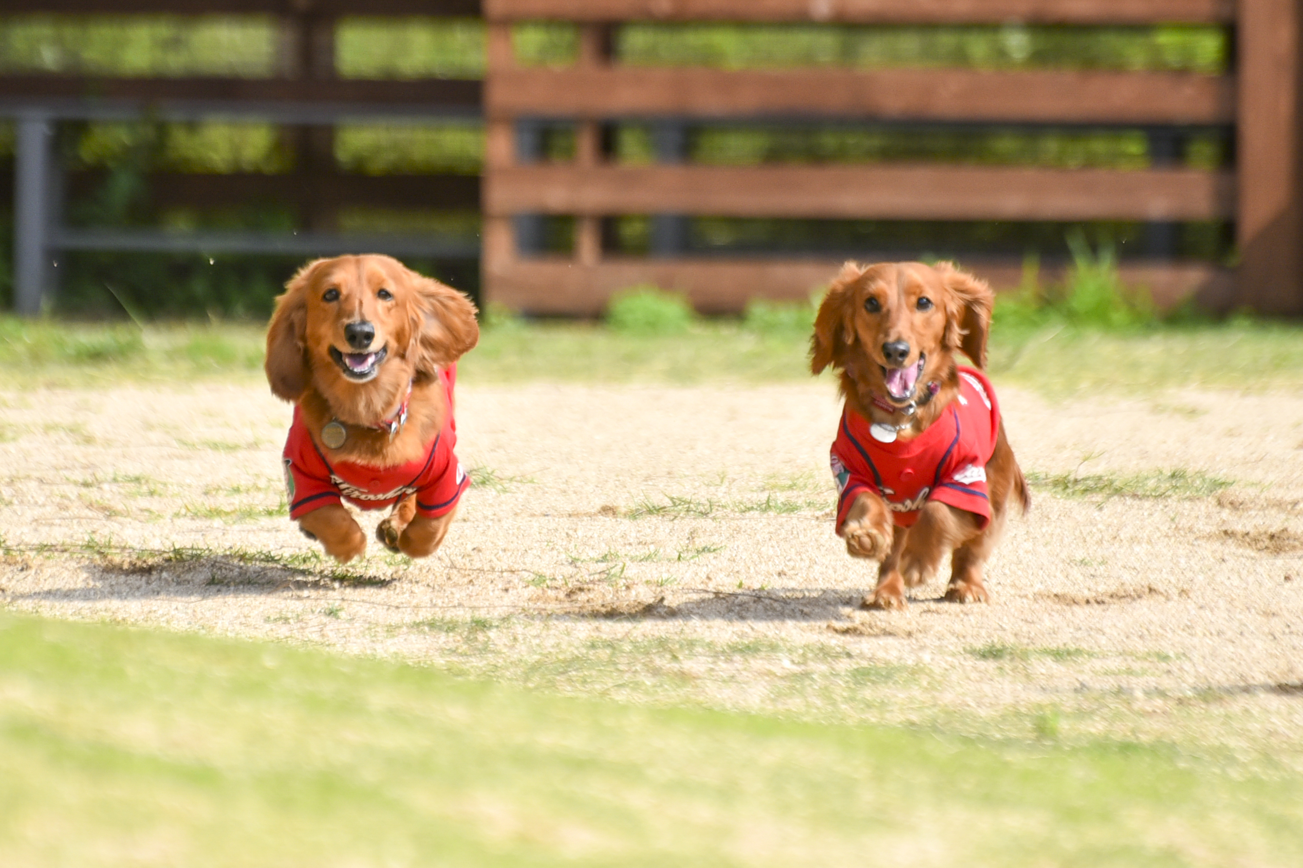 愛犬カープわんこのミニチュアダックスをご紹介 鯉に恋して カープファンブログ